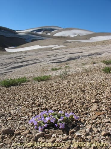 Viola cotyledon